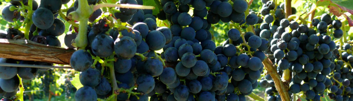 Niederau an der saechsischen Weinstrasse