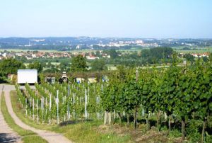 blick-vom-gellertberg