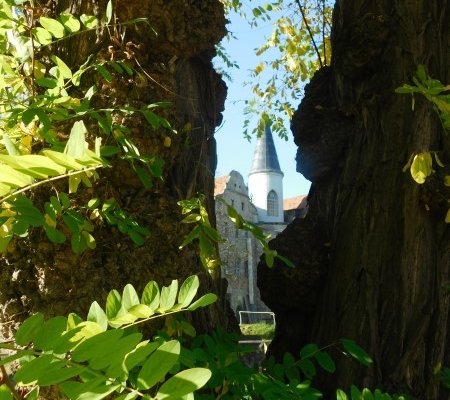 Baumdurchblick auf Schloss