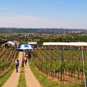 Blick auf den Gellertberg