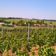 Blick auf den Gellertberg