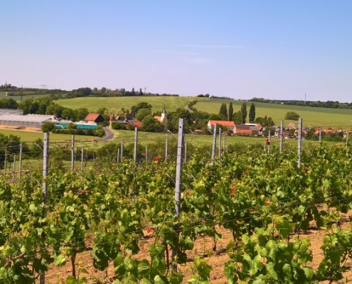 Blick auf den Gellertberg