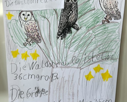 Über die Größe der Waldohreule