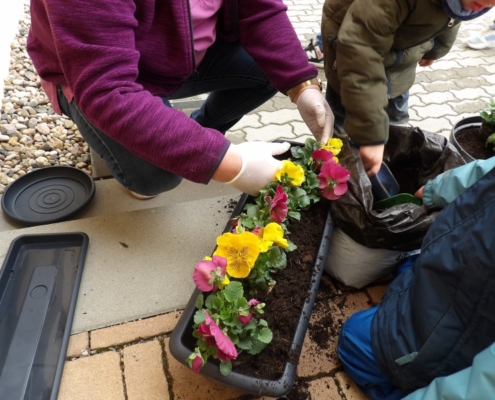 Blumenkasten bepflanzen Blumenkasten bepflanzen