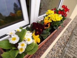 Fruehlingsblumen am Fenster