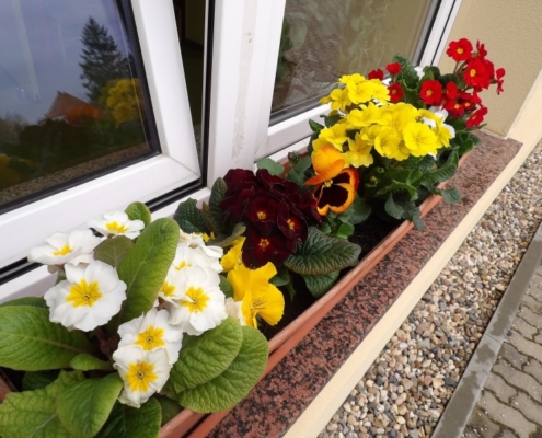 Fruehlingsblumen am Fenster