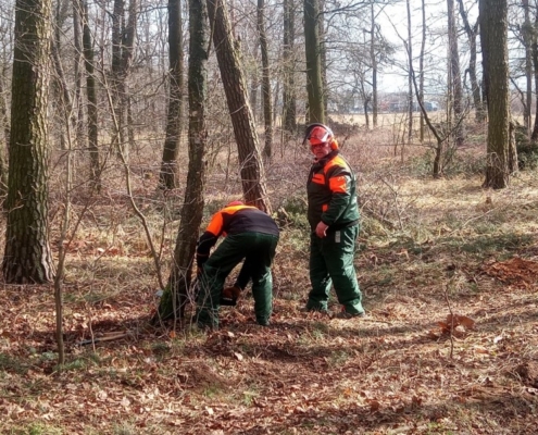 Baumfällung unter fachlicher Anleitung